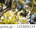 梅の花にメジロ 135889134