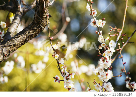 梅の花にメジロ 135889134