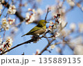 梅の花にメジロ 135889135