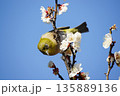 梅の花にメジロ 135889136