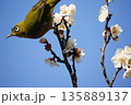 梅の花にメジロ 135889137