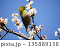 梅の花にメジロ 135889138