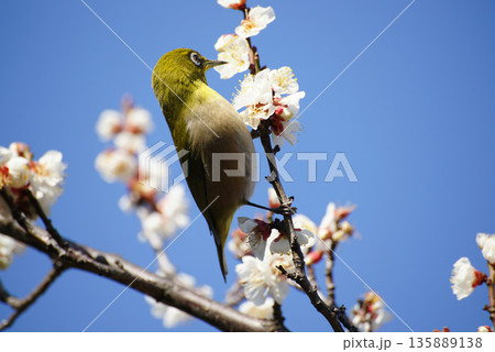 梅の花にメジロ 梅の花にメジロ 135889138