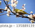 梅の花にメジロ 135889139