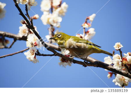 梅の花にメジロ 梅の花にメジロ 135889139