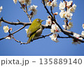 梅の花にメジロ 135889140