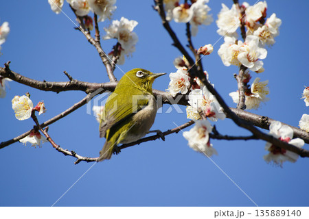 梅の花にメジロ 梅の花にメジロ 135889140