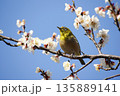 梅の花にメジロ 135889141