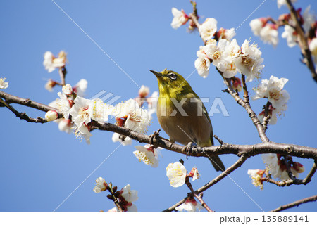 梅の花にメジロ 135889141