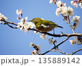 梅の花にメジロ 135889142