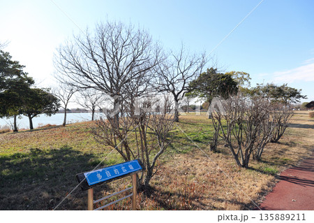 冬晴れの 加古大池公園 多目的広場（兵庫県 稲美町） 135889211