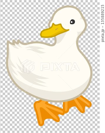 Vector illustration of a white duck looking sideways Vector illustration of a white duck looking sideways 135889215