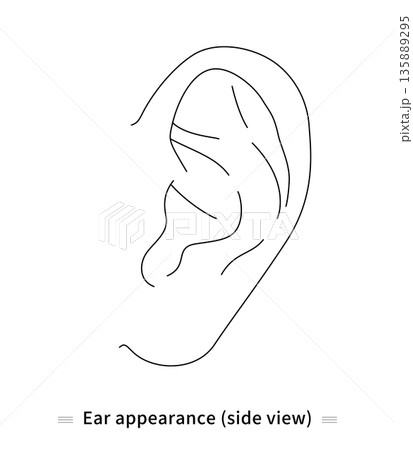 耳の線画　ベクター 135889295