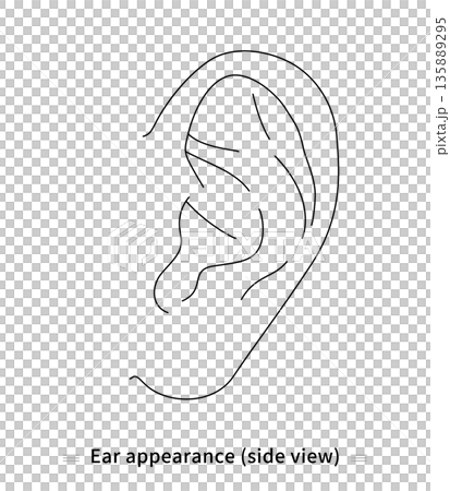 Ear line drawing vector 135889295