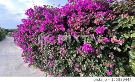 竹富島のブーゲンビリアの花 135889444