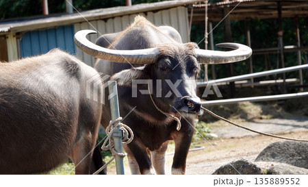 スイギュウと水牛車 135889552