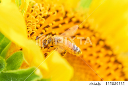ヒマワリの花粉にまみれ過ぎているセイヨウミツバチ 135889585