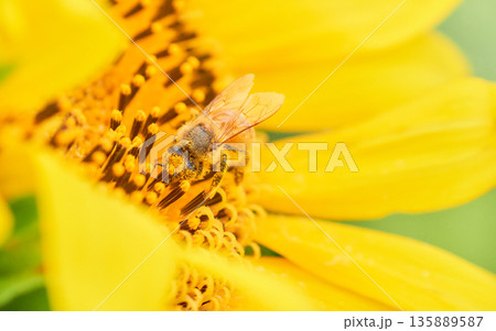 ヒマワリの花粉にまみれ過ぎているセイヨウミツバチ ヒマワリの花粉にまみれ過ぎているセイヨウミツバチ 135889587