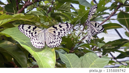 由布島・ちょう圓のオオゴマダラ 135889742