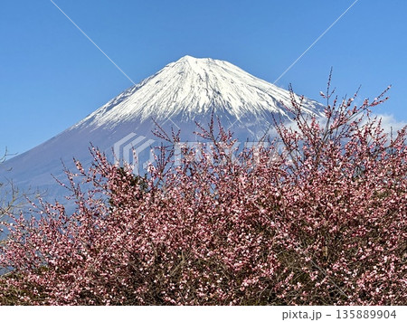 鮮やかな梅の花と富士山 135889904