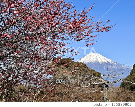 梅の花と富士山 135889905