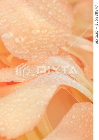 水に濡れたカーネーションのオレンジ色の花びらのマクロ撮影06 135889947
