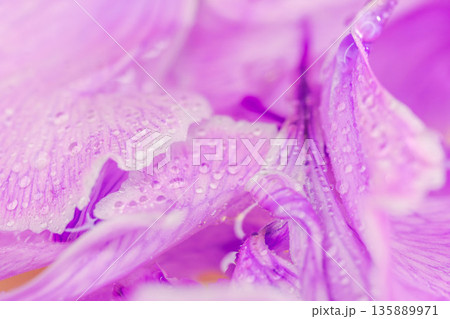 水に濡れたカーネーションの紫色の花びらのマクロ撮影03 135889971