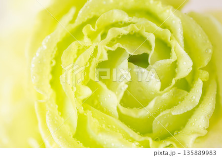 水滴のついたカーネーションの緑色の花をマクロ撮影01 水滴のついたカーネーションの緑色の花をマクロ撮影01 135889983