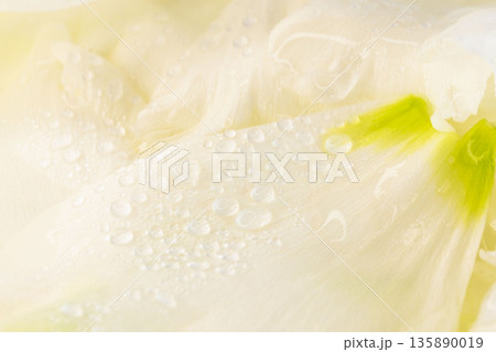 水滴のついたリシアンサスの花びらのアップ撮影20 水滴のついたリシアンサスの花びらのアップ撮影20 135890019