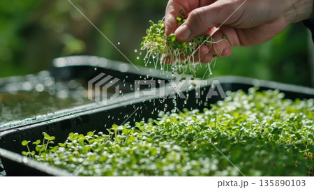 A handson shot of a person sprinkling water onto a tray of buckwheat sprouts ready to be used in their next meal A handson shot of a person sprinkling water onto a tray of buckwheat sprouts ready to be used in their next meal 135890103
