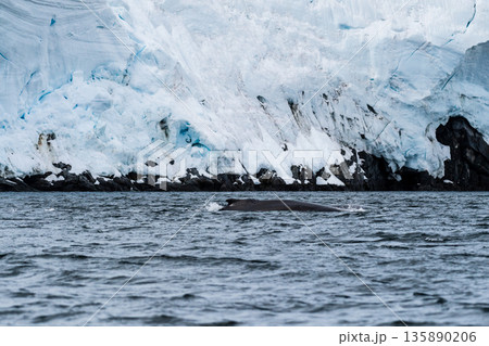 Detail of a humpback dorsal fin and blow hole 135890206