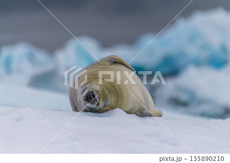 Crabeater Seal resting on a sheet of ice 135890210