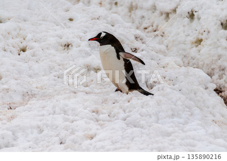 Gentoo Penguin colony on Cuverville island 135890216