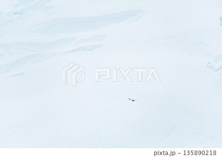 Arctic Tern flying in front of a glacier front Arctic Tern flying in front of a glacier front 135890218