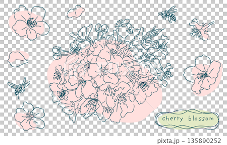 Rough sketch of cherry blossoms (transparent line art, colored) Rough sketch of cherry blossoms (transparent line art, colored) 135890252