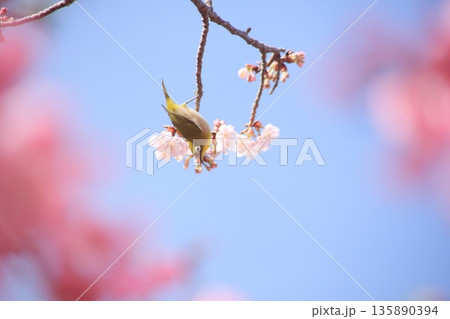 青空とピンク色の寒桜と濃いピンクの枝に止まるメジロ 青空とピンク色の寒桜と濃いピンクの枝に止まるメジロ 135890394