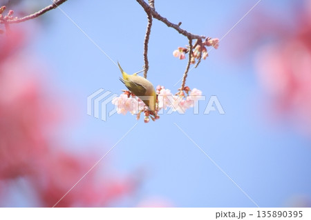 土肥桜の蜜を吸うメジロ 土肥桜の蜜を吸うメジロ 135890395