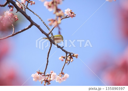 桜の蜜を吸うメジロ 135890397
