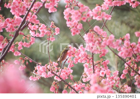 青空とピンク色の寒桜と濃いピンクの枝に止まるメジロ 青空とピンク色の寒桜と濃いピンクの枝に止まるメジロ 135890401