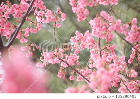 青空とピンク色の寒桜と濃いピンクの枝に止まるメジロ 135890403