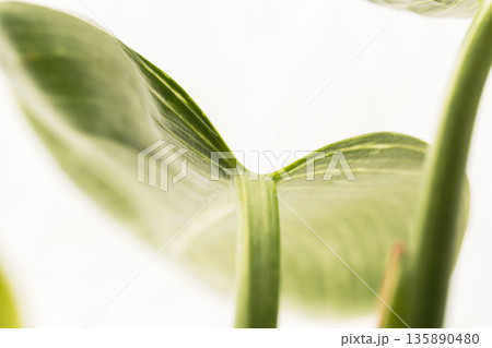 フィロデンドロンバーキンの葉を白背景でアップ撮影25 135890480