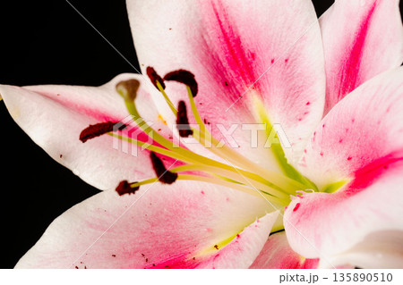 ピンクの百合の花を黒背景でマクロ撮影34 135890510