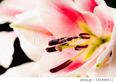 ピンクの百合の花を黒背景でマクロ撮影335 135890511