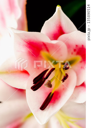 ピンクの百合の花を黒背景でマクロ撮影38 135890514