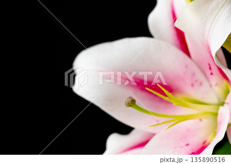 ピンクの百合の花を黒背景で撮影02 135890516