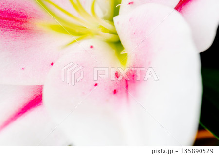 ピンクの百合の花を黒背景で撮影15 135890529
