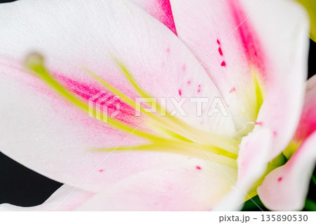 ピンクの百合の花を黒背景で撮影16 135890530