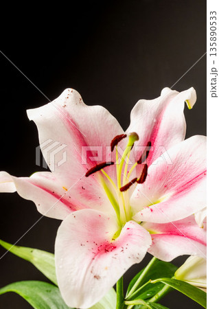 ピンクの百合の花を黒背景で撮影22 ピンクの百合の花を黒背景で撮影22 135890533