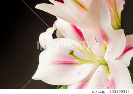 ピンクの百合の花を黒背景で撮影24 135890535