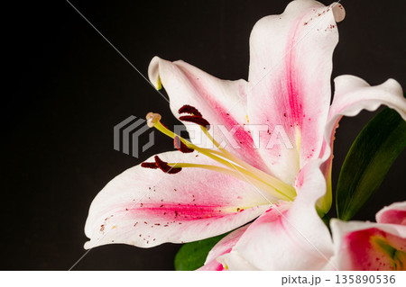 ピンクの百合の花を黒背景で撮影25 135890536